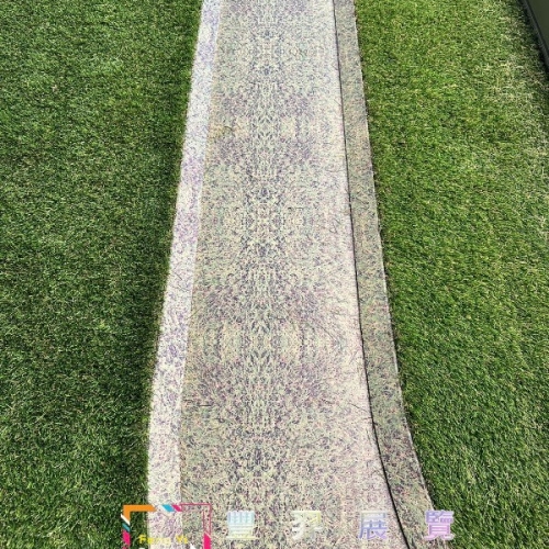 精品店雙色草